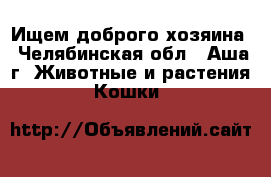 Ищем доброго хозяина - Челябинская обл., Аша г. Животные и растения » Кошки   